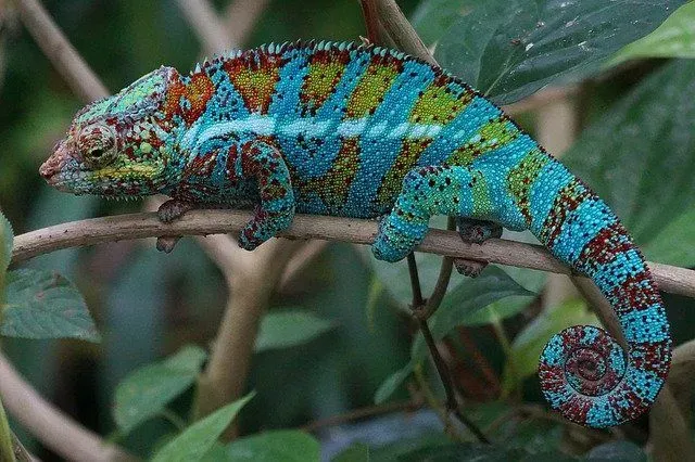 The chameleon lifespan is a great topic of interest among scientists who are still trying to learn more about how long they live and what are the factors that influence them!