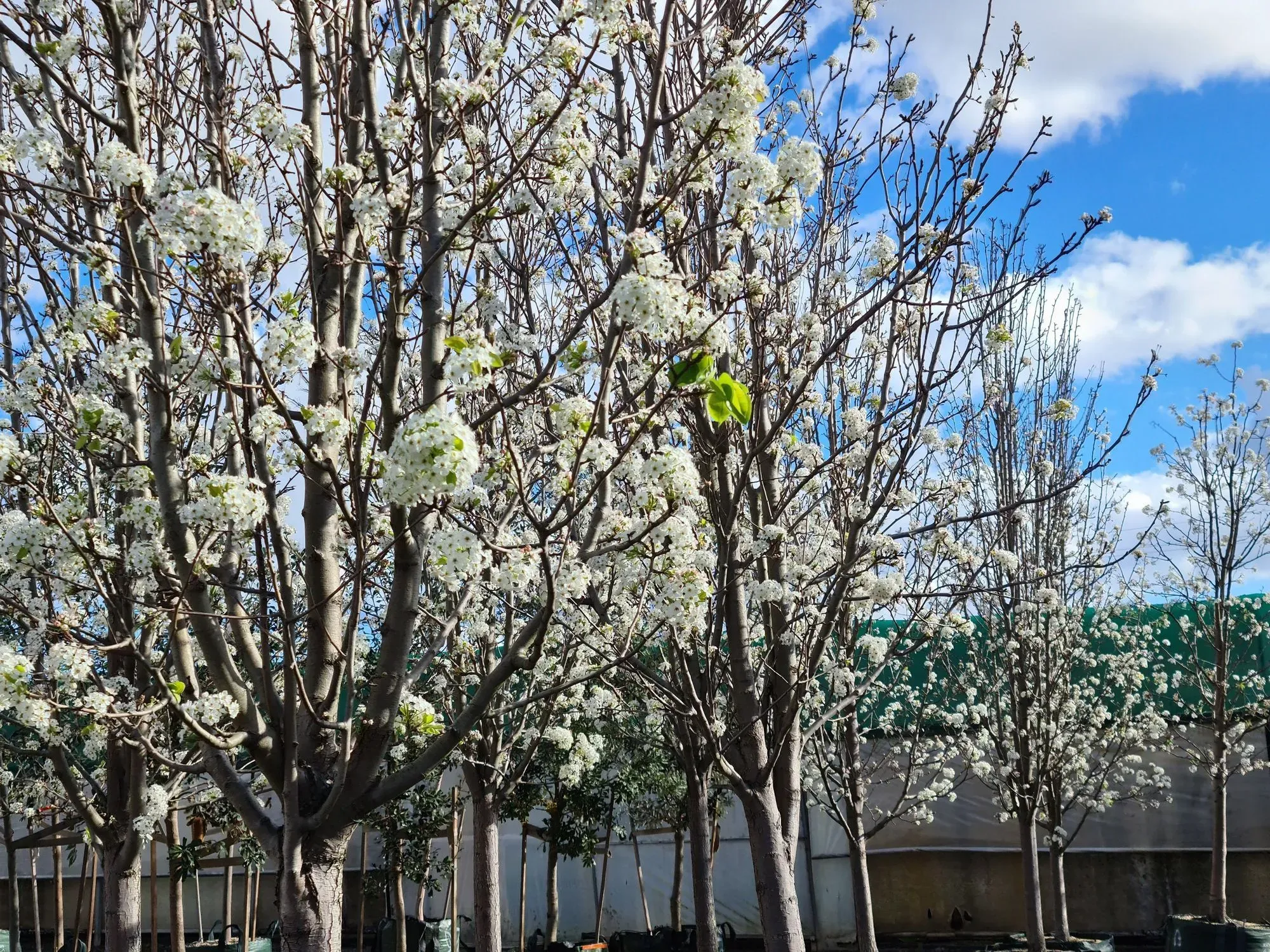 Discover interesting Chanticleer pear trees facts here at Kidadl.