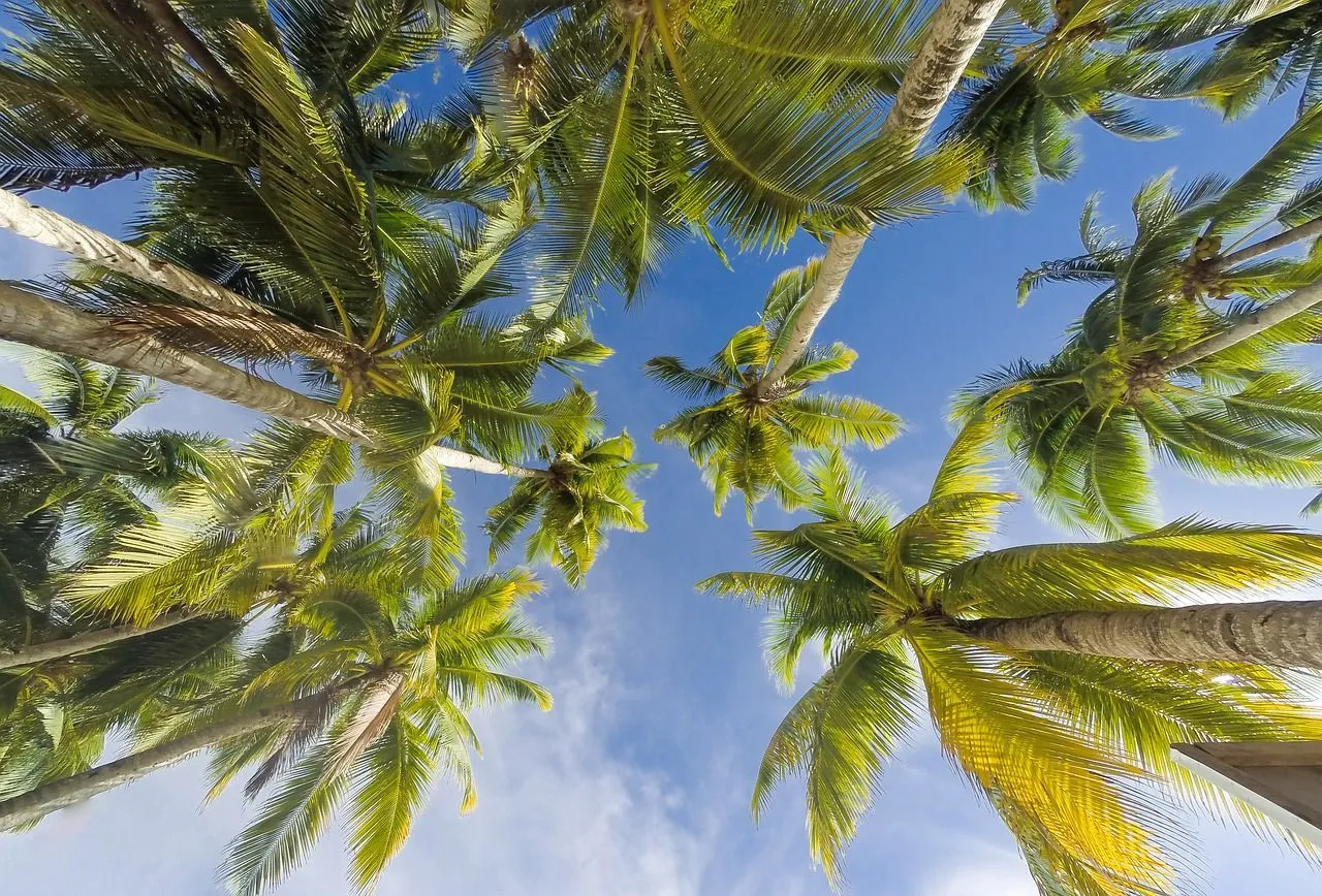 Read these interesting characteristics of a palm tree here at Kidadl.