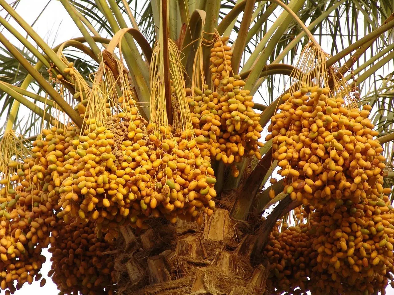 Palm trees produce a variety of fruits.