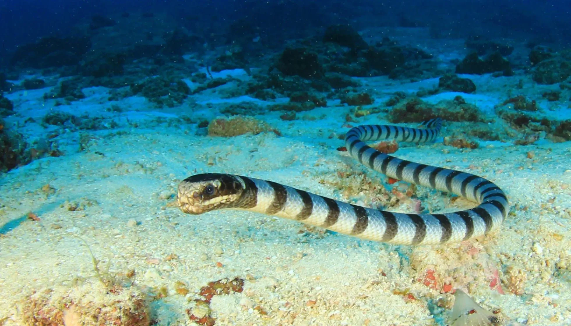Banded Sea Krait Snake