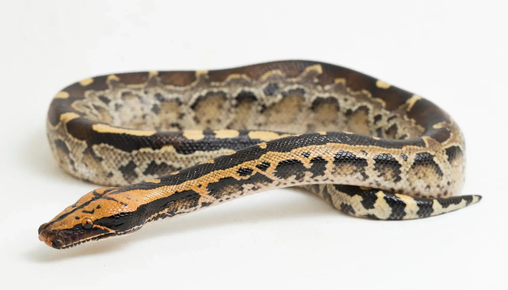 Borneo Python