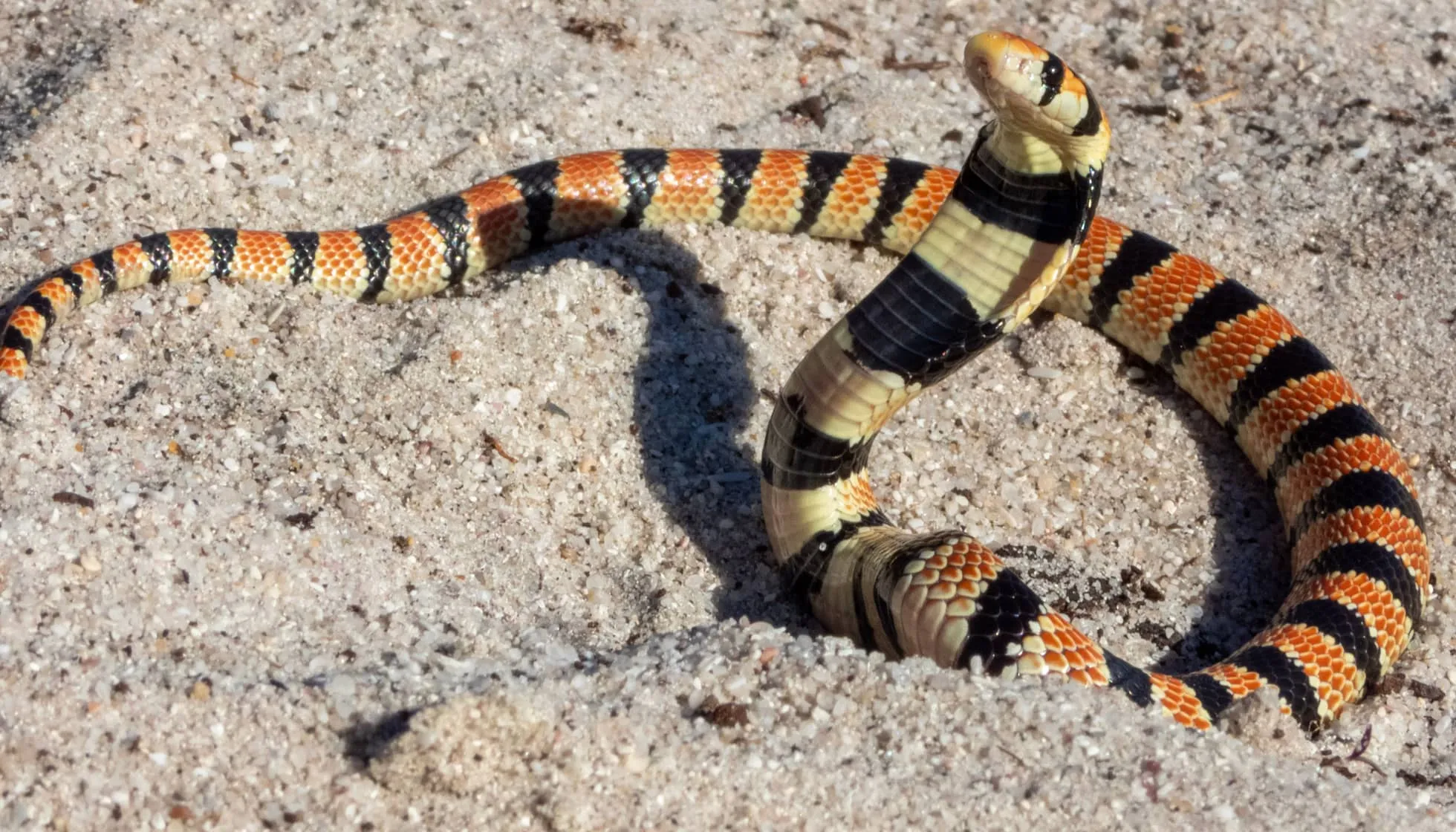 Cape Coral Snake 