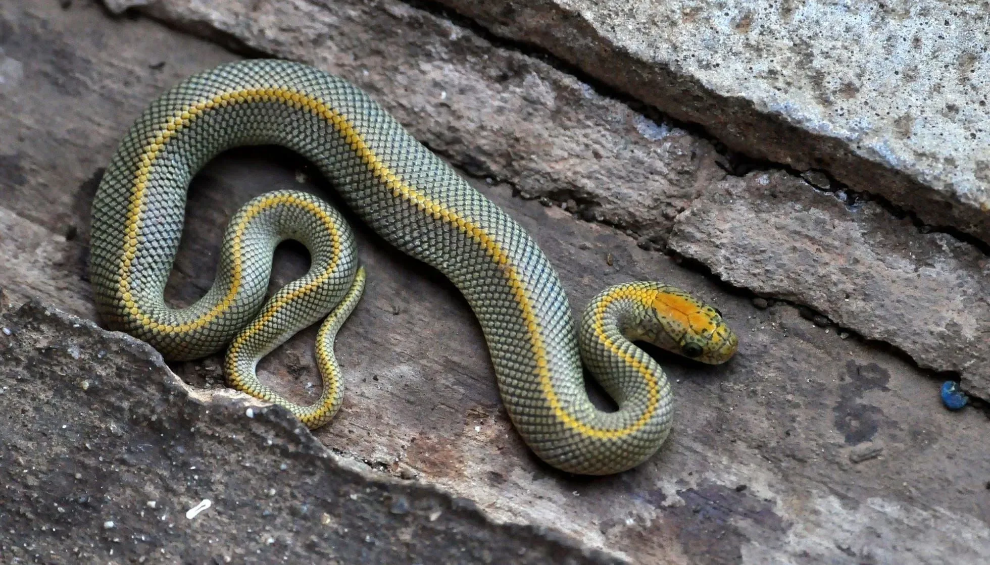 Cool House Snake