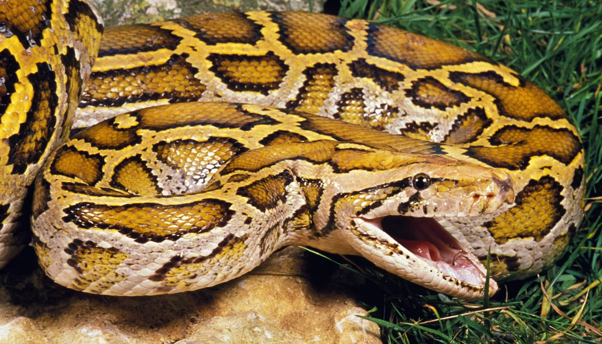  Indian Python