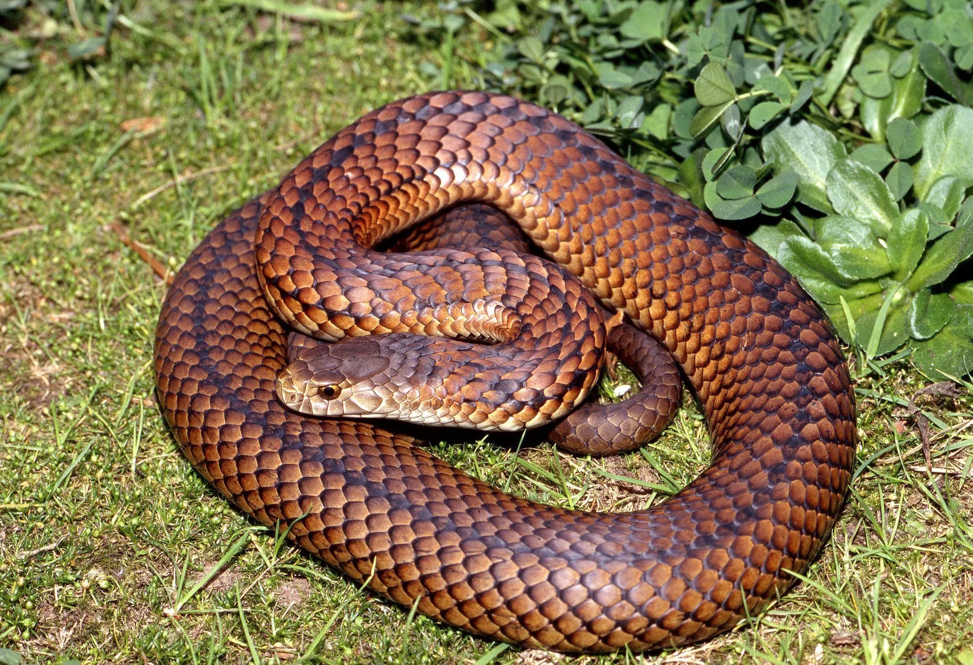 Check Out These Ssseriously Cool Lowland Copperhead Facts