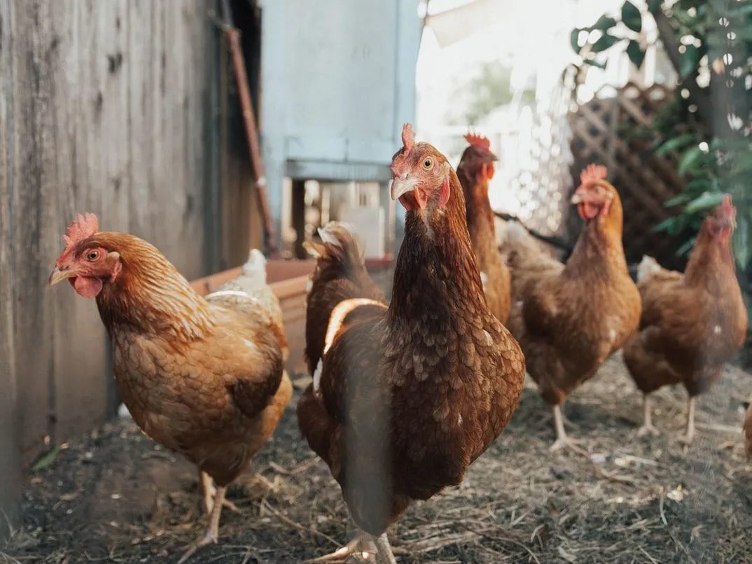 life cycle of a chicken grade 3