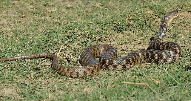 The main impression of identification of the checkered keelback is their checkered pattern after which it is named.