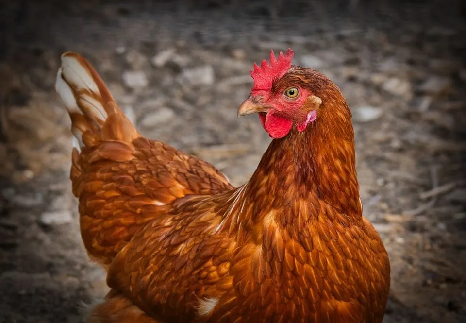 Chickens can feed on a variety of foods to meet their nutrition requirements.