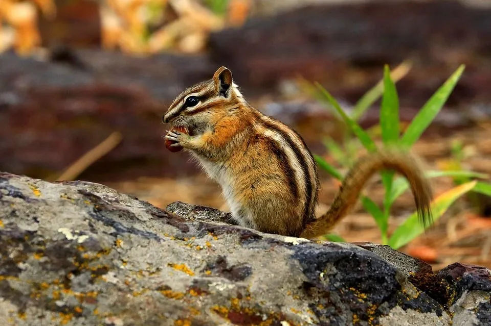Chipmunks live in burrows that they create and usually stick to the land.