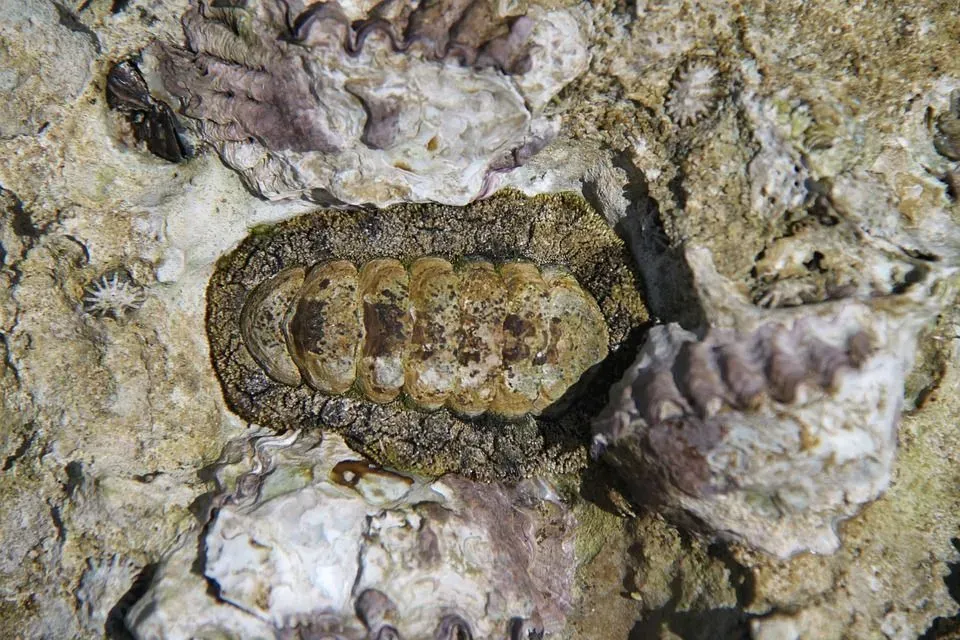 Chitons are also called sea cradles and loricates.