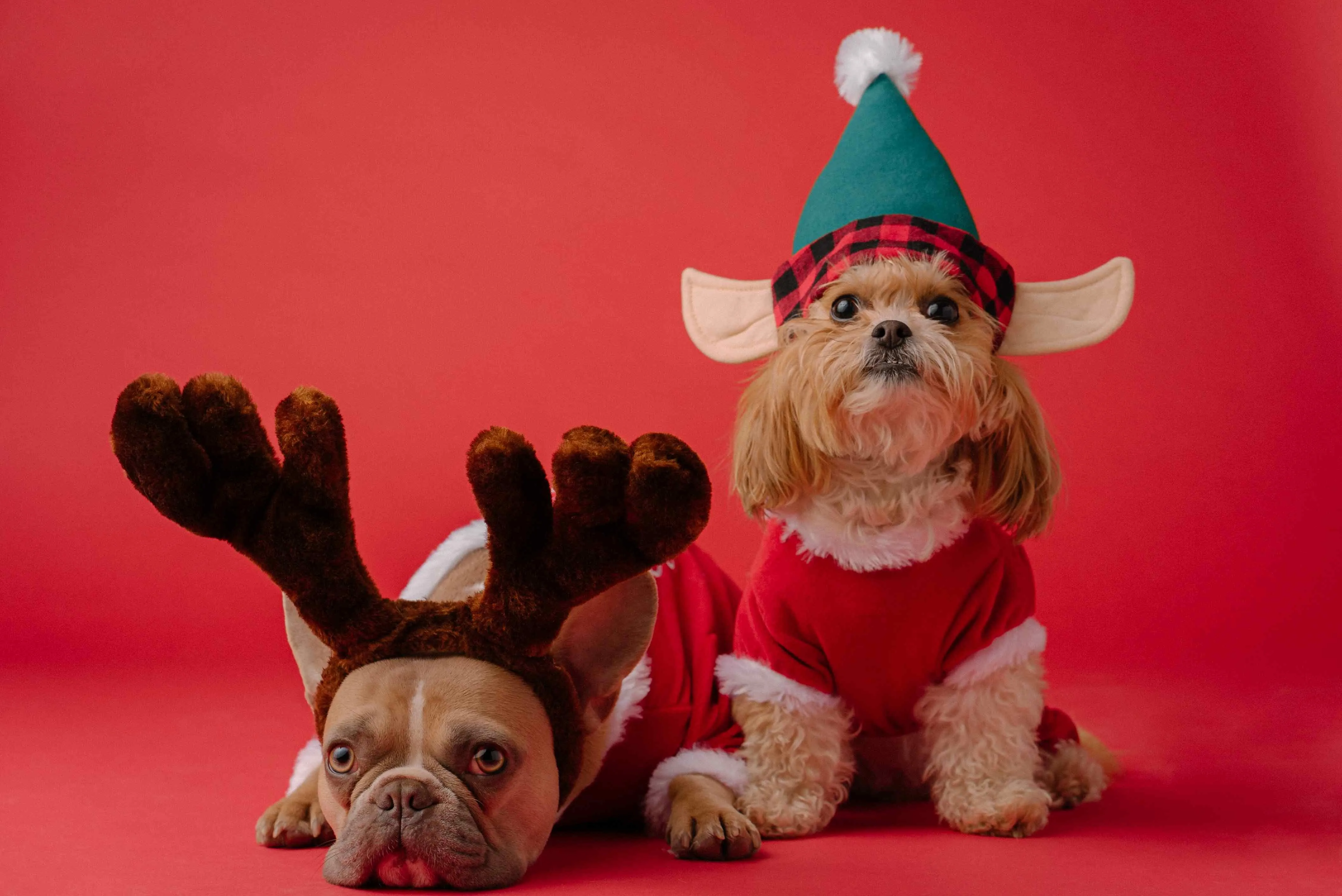 Christmas names for pets during the holiday season are inspired by winter dog names.