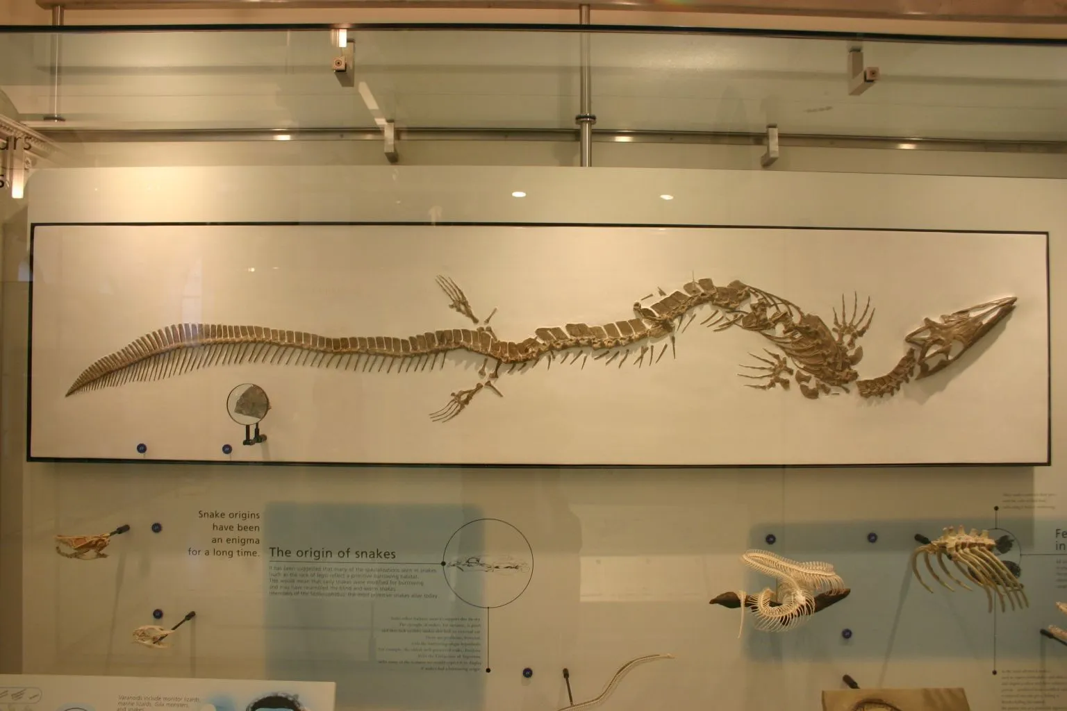 The body structure and tail of this mosasaur were some of its recognizable features.