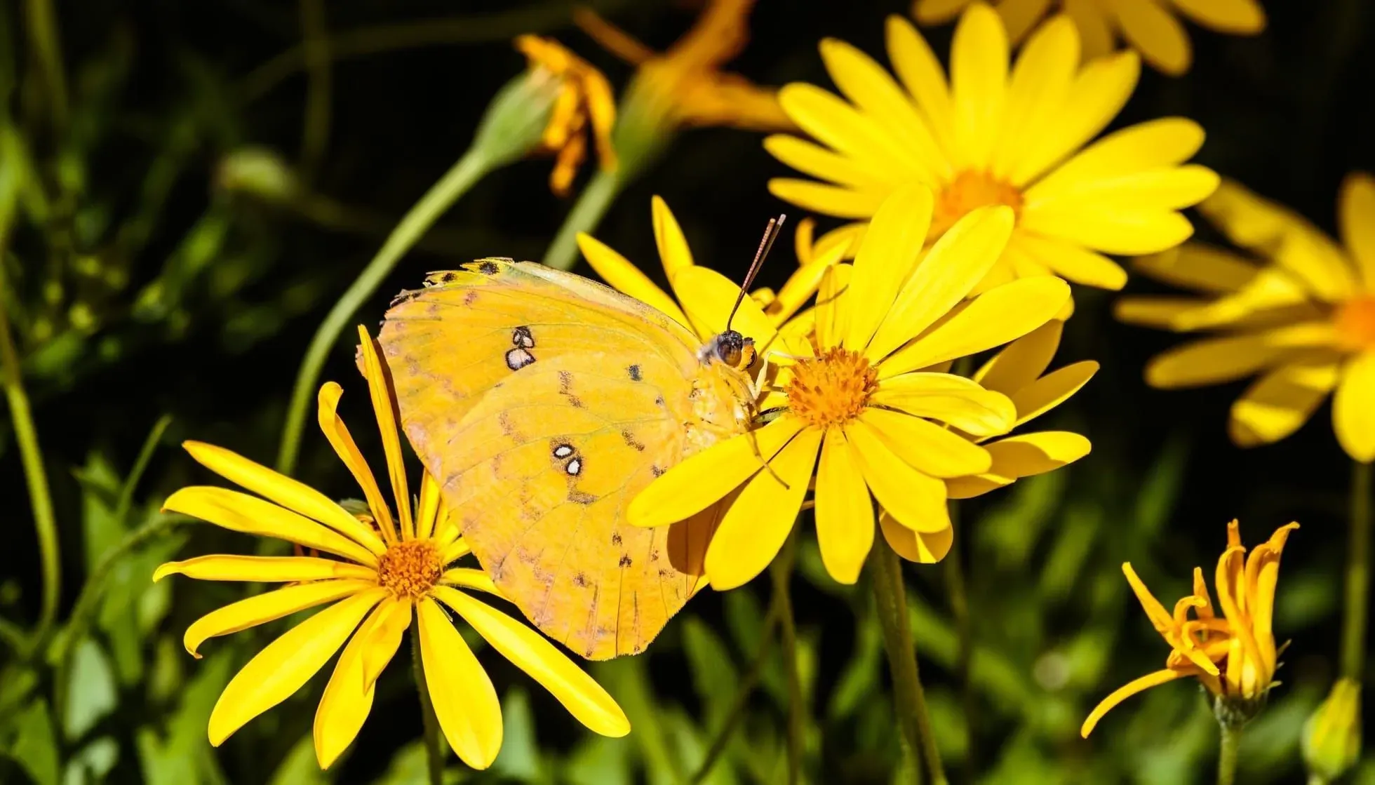 Cloudless Sulphur Butterfly