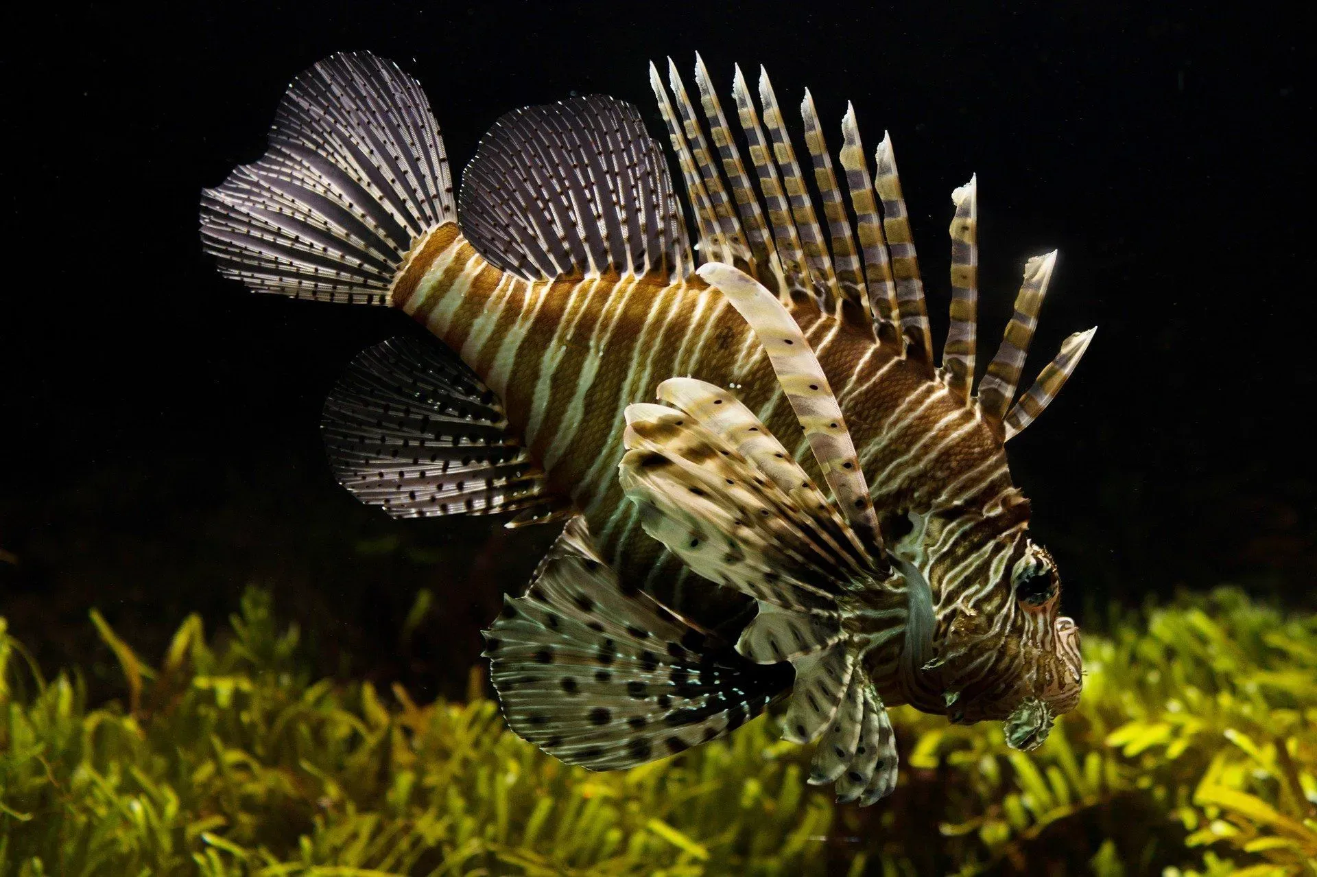 Clown pleco size, lifespan, and diet are extremely important considerations for the owners.