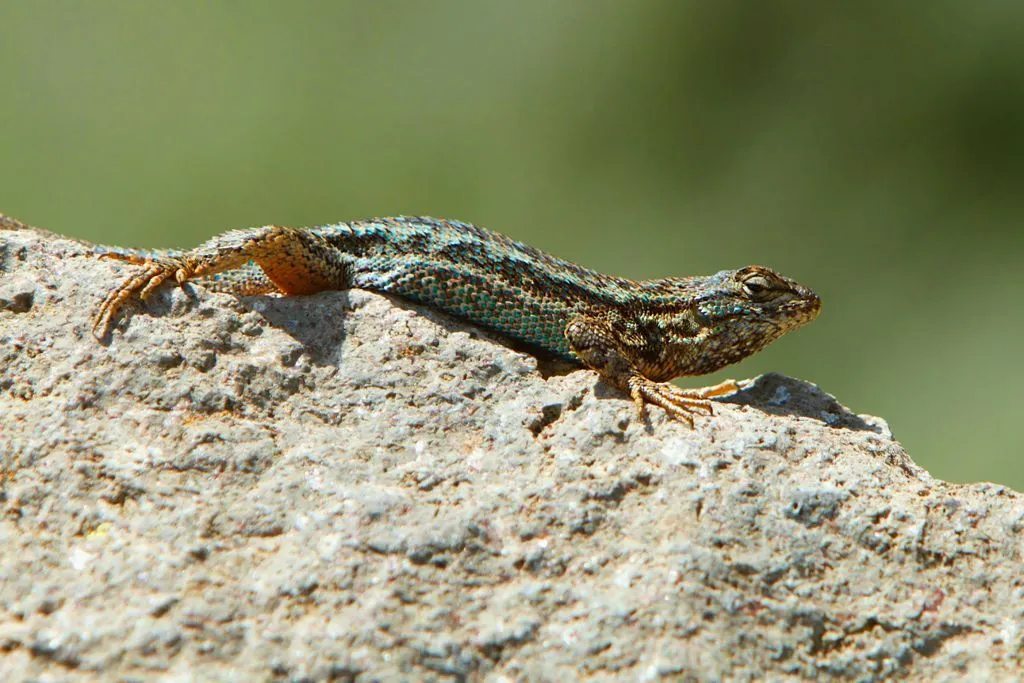 Learn more about this amazing fence lizard, Sceloporus occidentalis bocourtii, in this article.