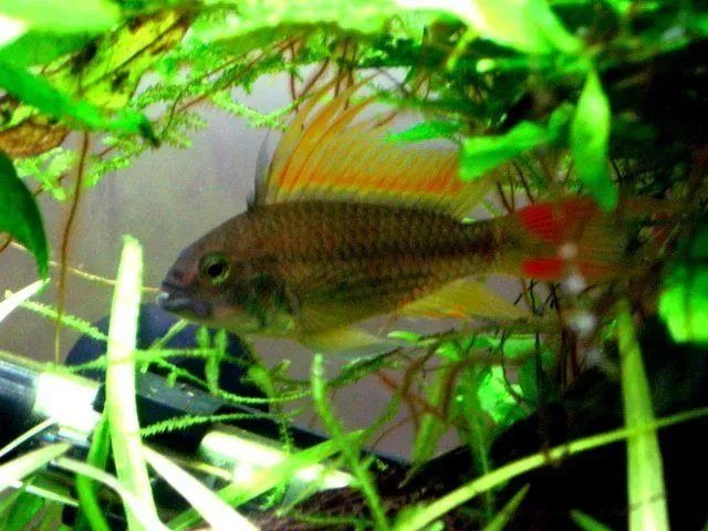 A cichlid Apistogramma cacatuoides feeds on worms and brine shrimp.