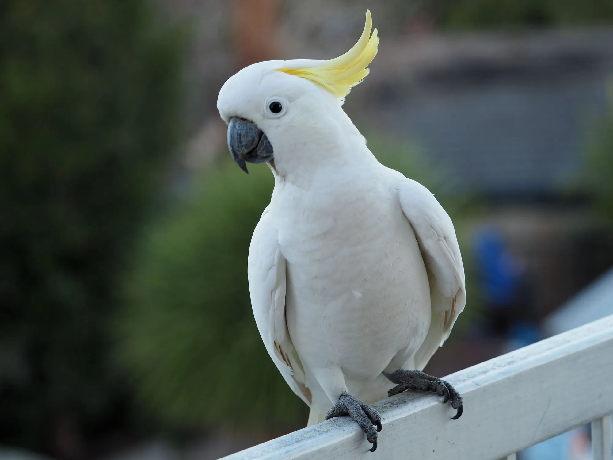 Wild cockatiels also have amazing appearance.