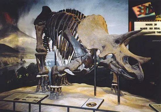 Bone structure of an assumption of this species of dinosaur