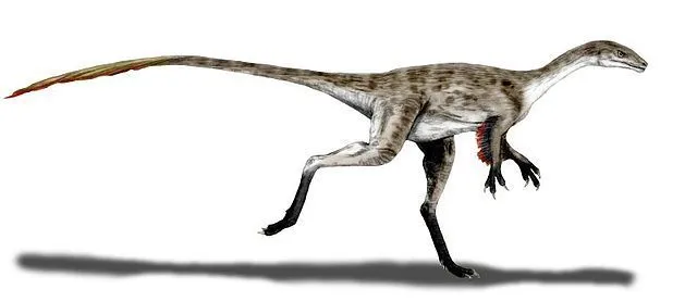 Coelurus possessed an elongated body along with a long neck and elongated vertebrae!