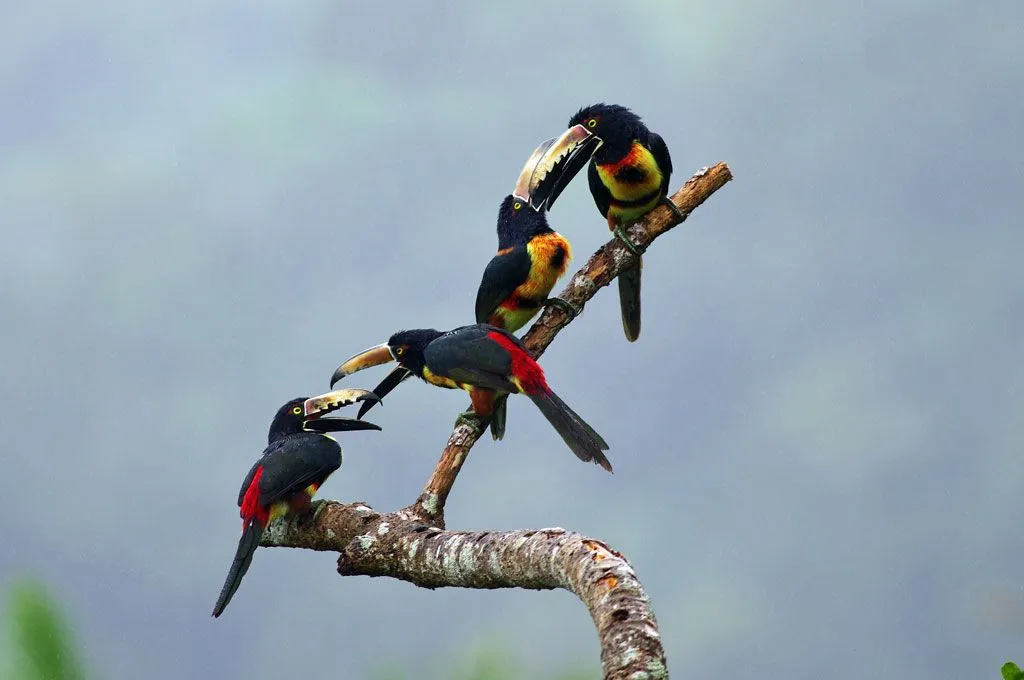 Collared aracari birds possess a long bill and vibrant plumage.