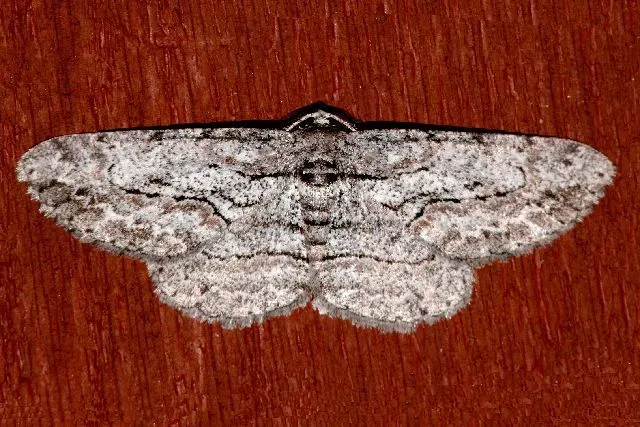 Common gray moth has gray and black spots on the body.