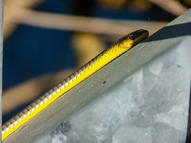 These common tree snake facts are all about their physical appearance, breeding, and habitat.