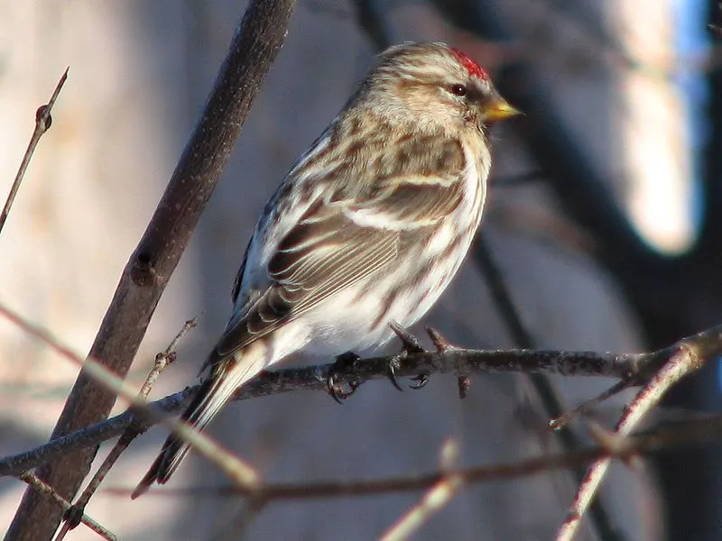 Common redpoll facts are all about these winter finches.