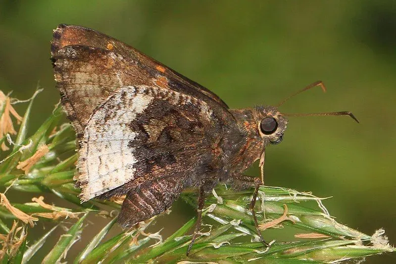 Common things that kids should know about the hoary edge skipper.