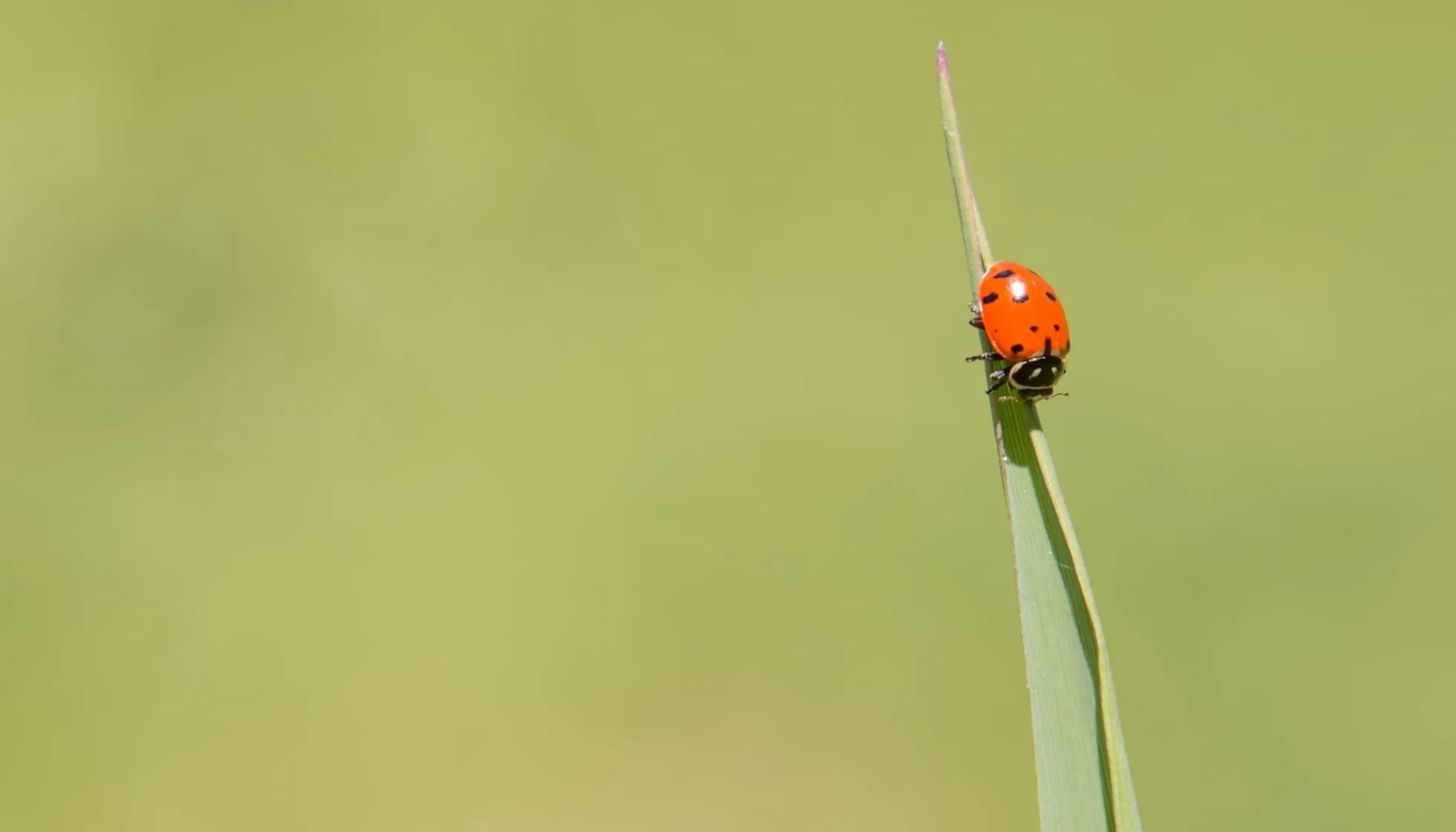 Convergent Ladybug (Hippodamia convergens) on a blade of grass