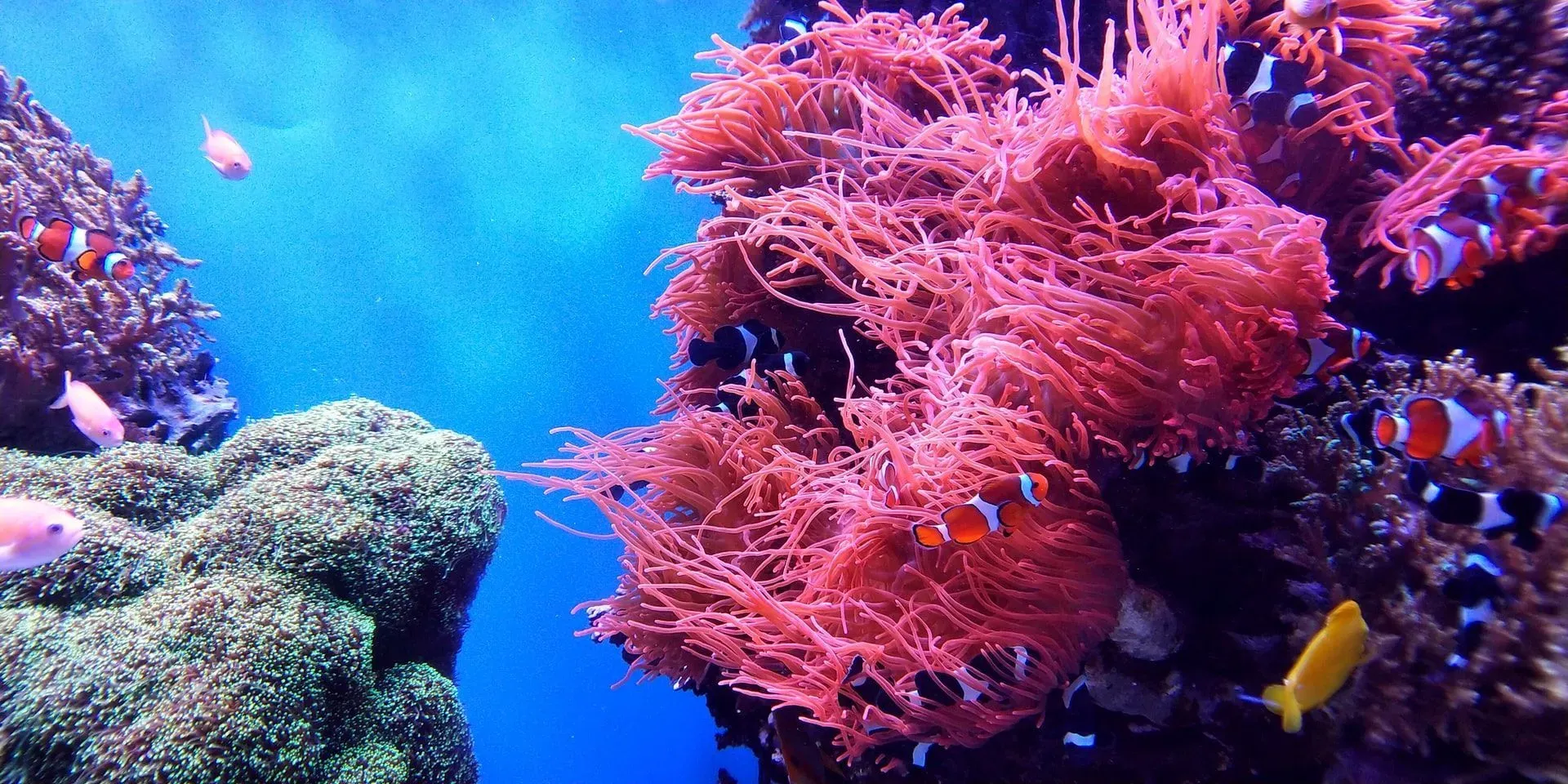 Here are some interesting coral reef ecosystem facts to give you an insight into underwater life.