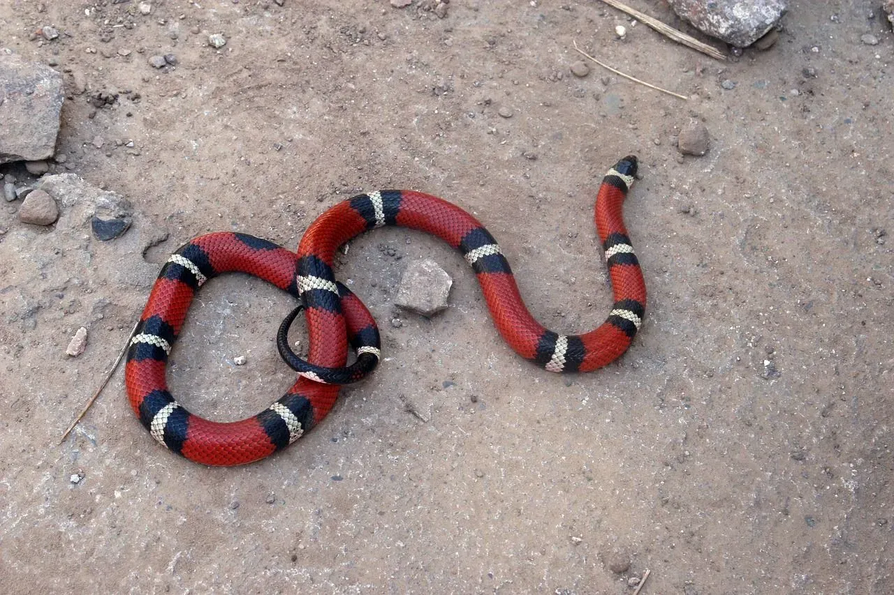Coral snake vs. king snake comparison will help you know more about these venomous snakes.