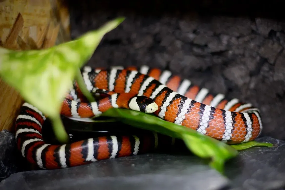 Coral snake vs milksnake, how different are they?