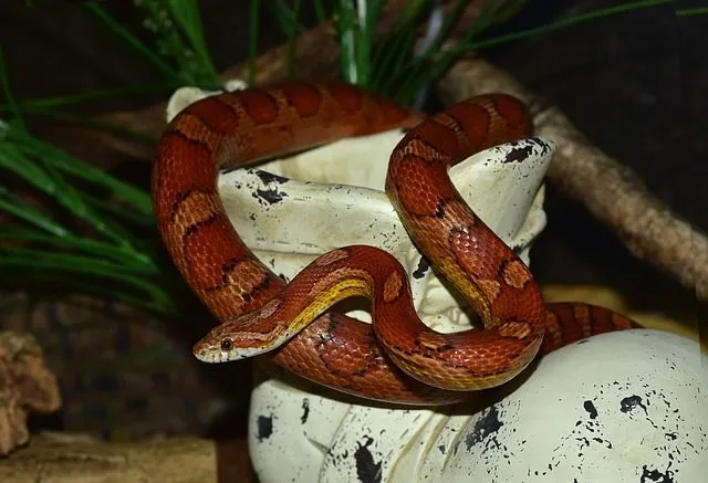 Can I feed my corn snake with quails? Of course, you can!