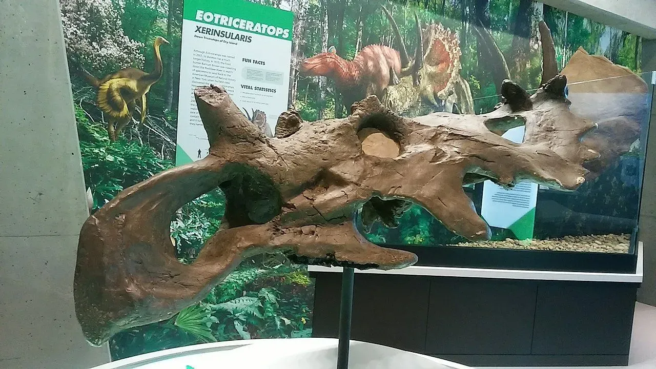 The Coronosaurus skull consisted of a crown with a frill-like structure at the top that gave it a peculiar appearance as is seen in its remains in the museum.