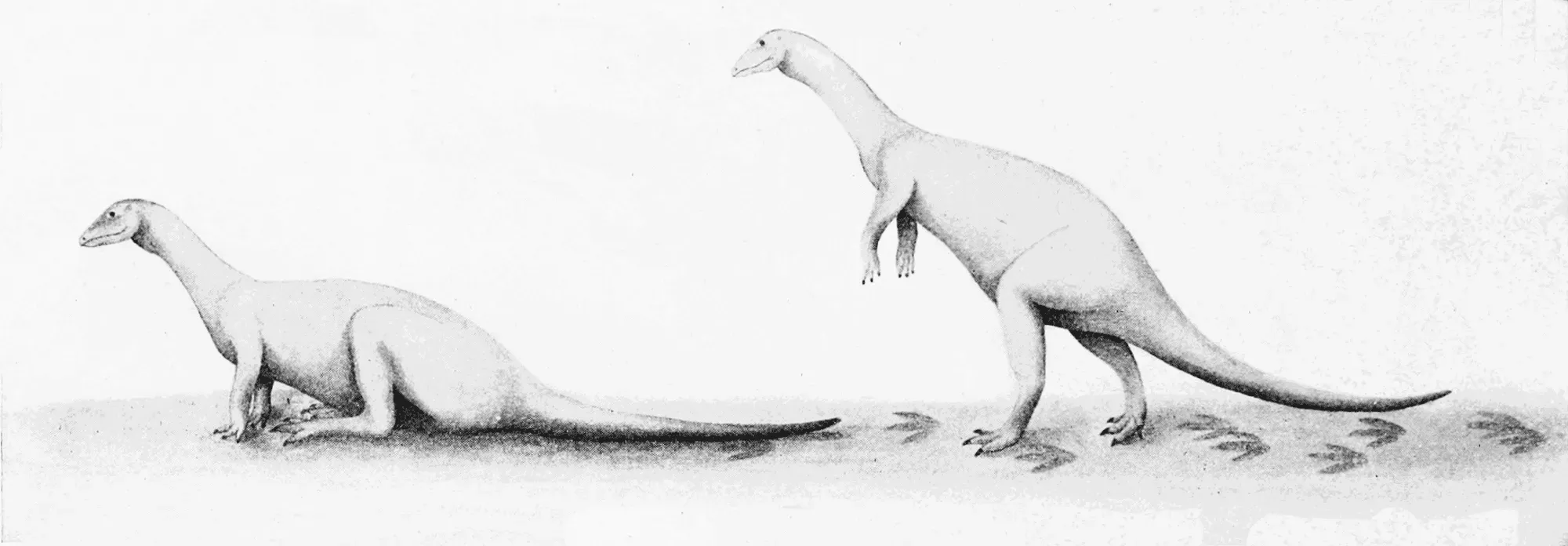 *We've been unable to source an image of Corythoraptor and have used a sketch of a herbivorous dinosaur instead. If you are able to provide us with a royalty-free image of Corythoraptor, we would be happy to credit you. Please contact us at hello@kidadl.com.  The Corythoraptor was practically toothless.