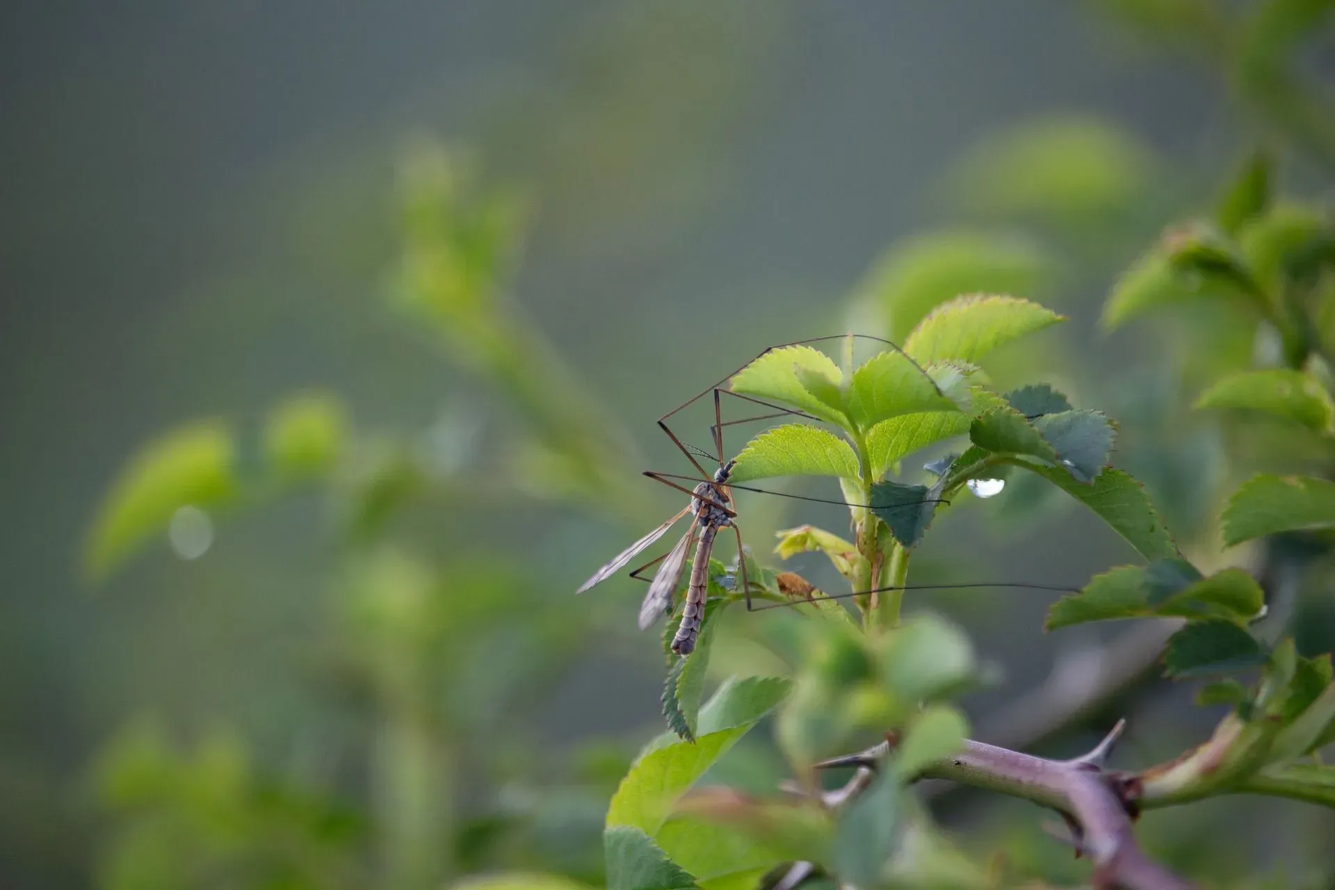 The adult crane fly diet consists of nectar from flowers or other plants.