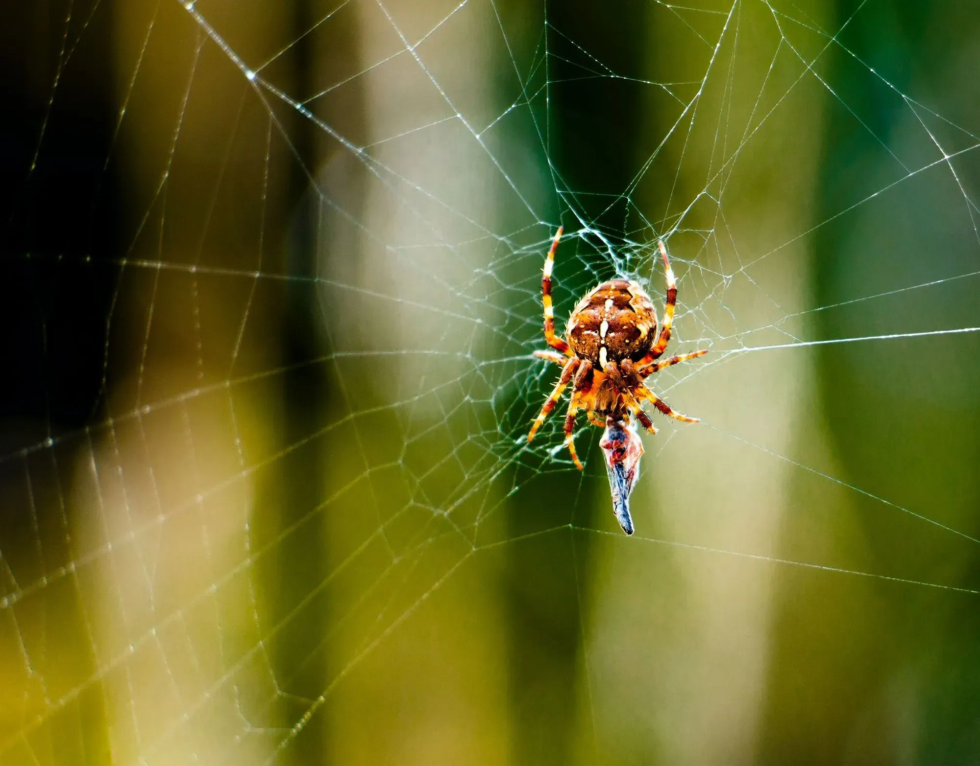 Learn interesting facts about spider behavior, like are spiders nocturnal?