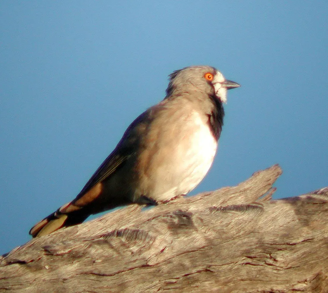 Facts and information about crested bellbirds are educational!