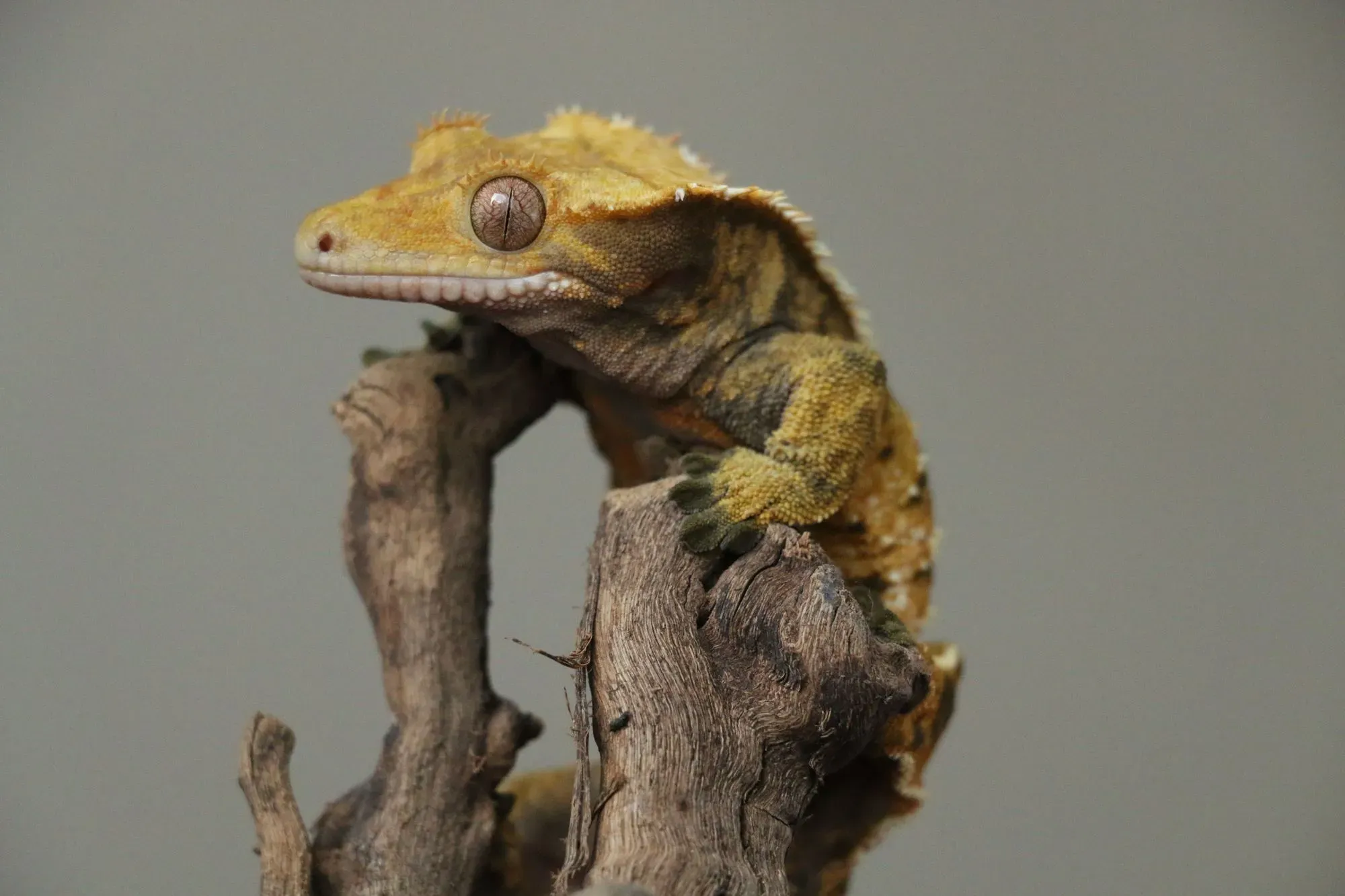 Check out facts on the crested gecko habitat here.