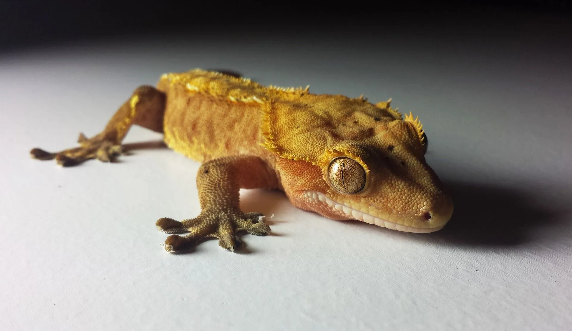 patternless crested gecko