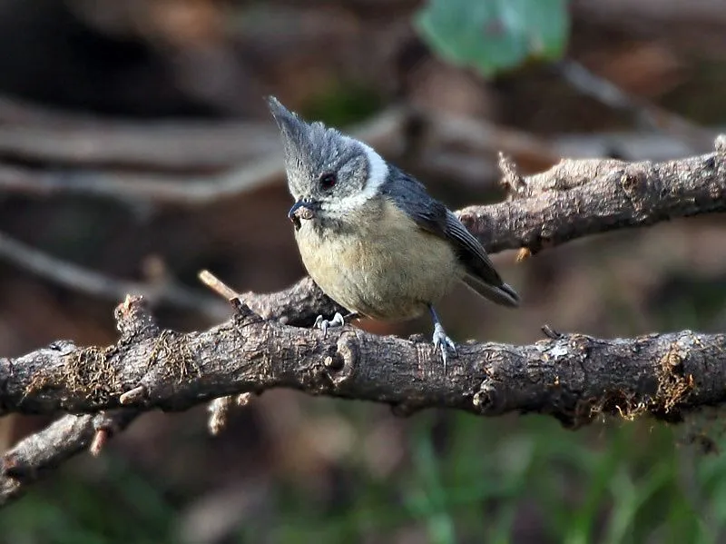 Crested tits are beautiful songbirds.
