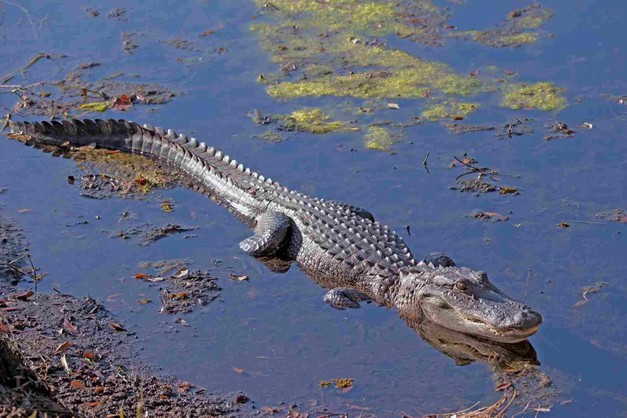 Alligator reproduction is one of the many interesting characteristics of the reptile.