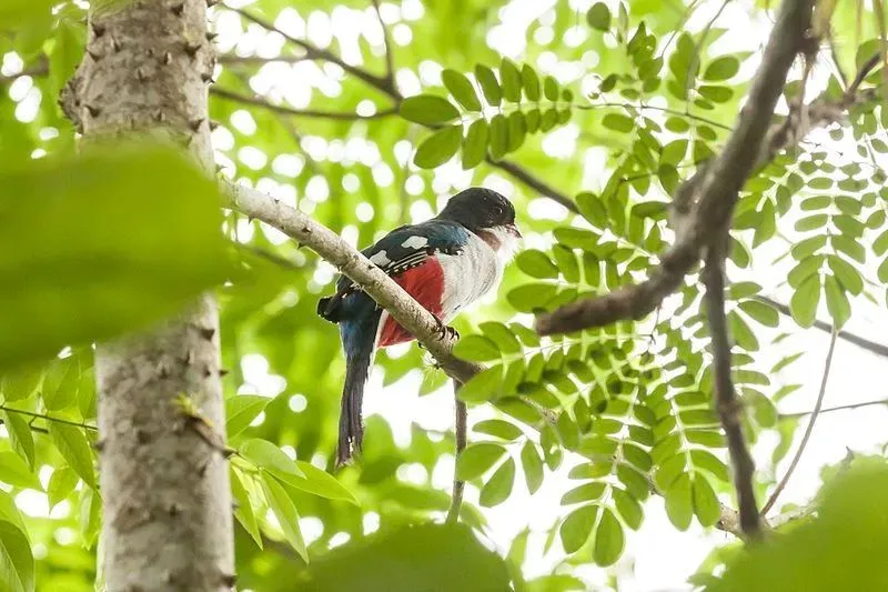 Cuban trogon pictures showcase the bird's colorful plumage.