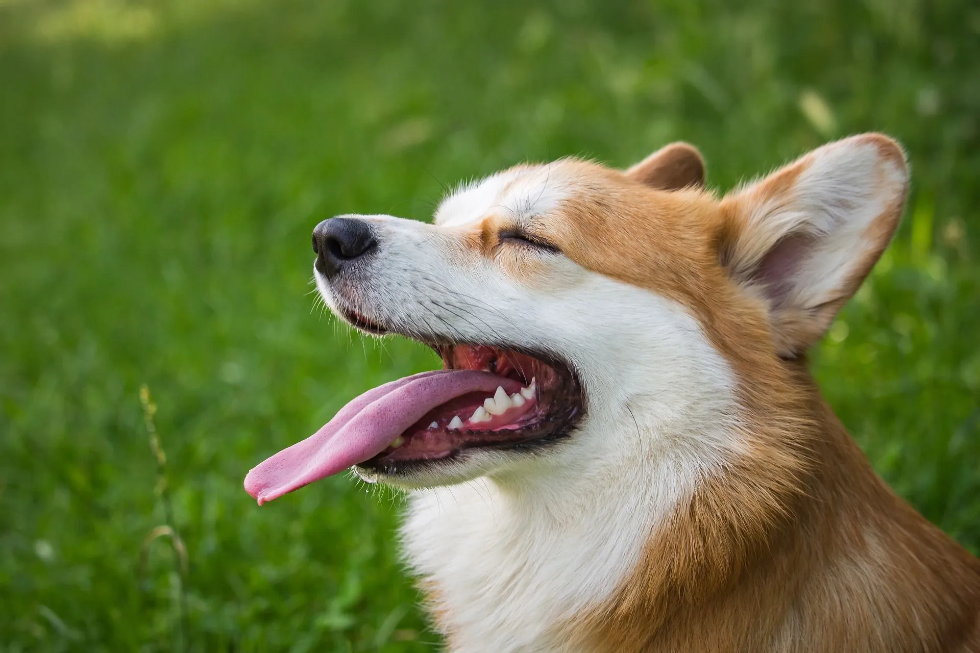 do dogs get hair balls