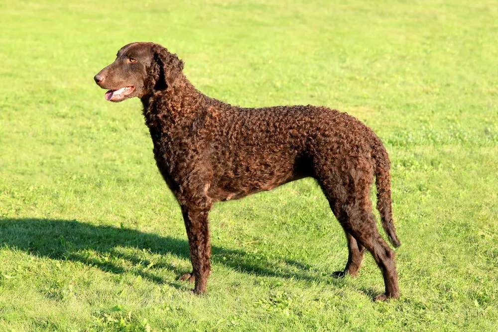 Fun Curly Coated Retriever Facts For Kids, How Long Do Curly Coated Retrievers Live Together