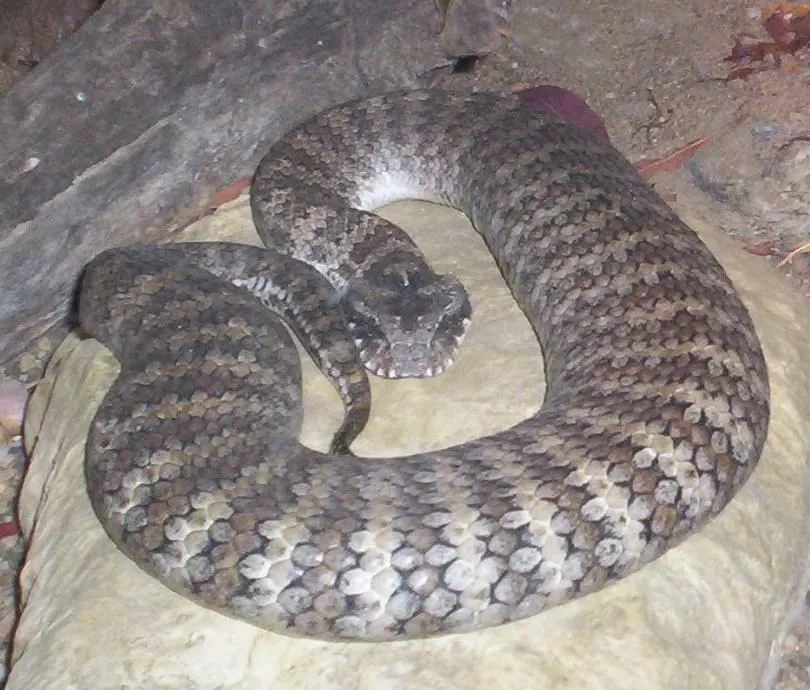 Check Out These Ssseriously Cool Common Death Adder Facts