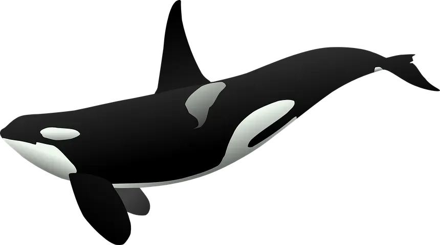 Deep Diving Into Orca Eye Facts That Will Fascinate You! | Kidadl