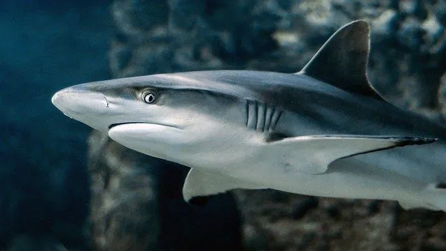 Sharks are one of the top predators in the Atlantic Ocean food chain.