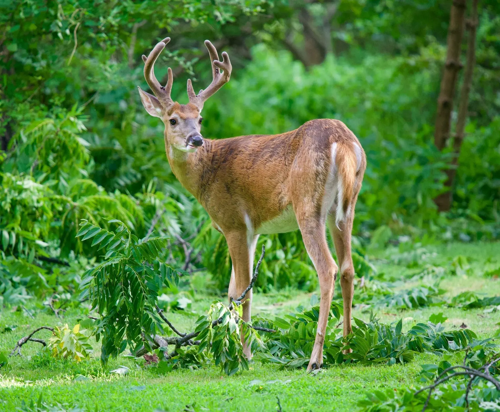 Learn about which food items in the deer diet speeds up deer growth.